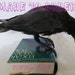 see more listings in the Bird Taxidermy section