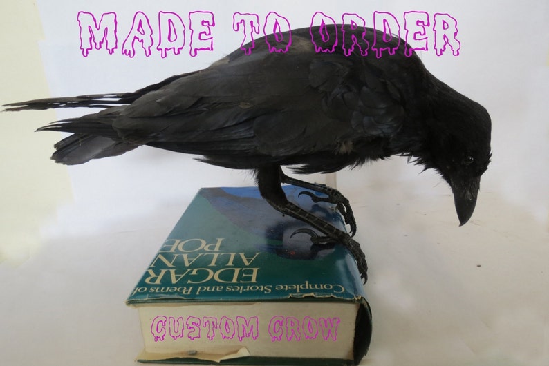 MADE TO ORDER custom item on consultation basis, Taxidermy Corvids Crow, Magpie, Jackdaw, Jay, Rook Choose your own Bird, Book or Base image 1