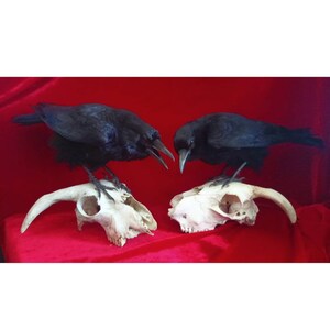 MADE TO ORDER custom item on consultation basis, Taxidermy Corvids Crow, Magpie, Jackdaw, Jay, Rook Choose your own Bird, Book or Base image 4