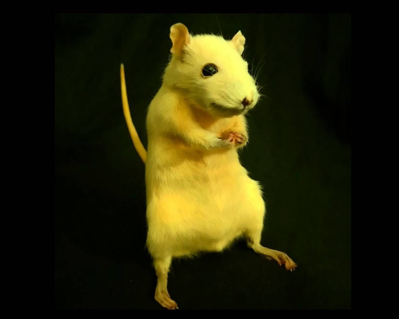 Taxidermy Dyed Rat Yellow / Coral Orange pic photo