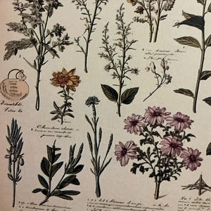 1 x Papel de flores silvestres - Diário de sucata - Scrapbooking - Criação de cartões - Colagem de itens efêmeros - Artesanato em papel.