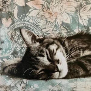 3 x papier chat endormi - journal indésirable - scrapbooking - fabrication de cartes - collage - kits d'artisanat en papier.