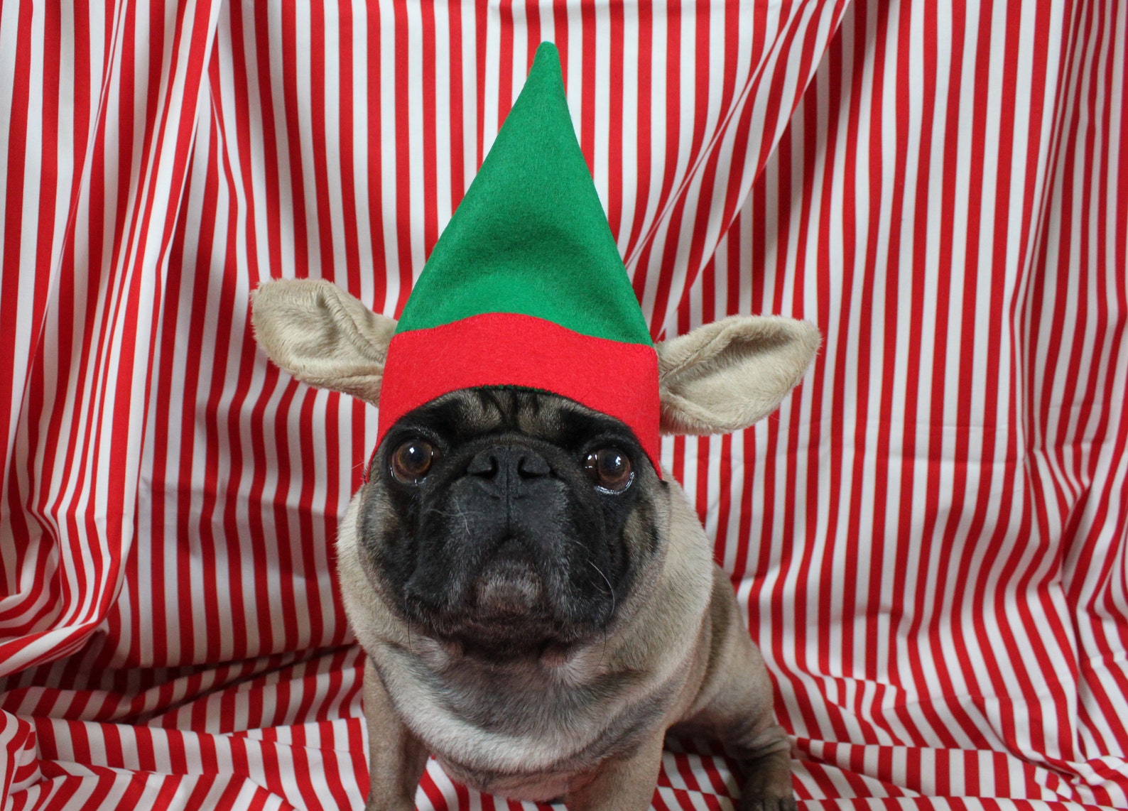 Puggy Pixie Hat Christmas Hat for Dogs Dog Elf Hat With Etsy