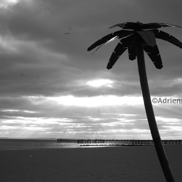 Brooklyn Palm Tree Coney Island Beach Sun Sand Jetty Photography Black & White Trees Photo Images New York NYC Photograph