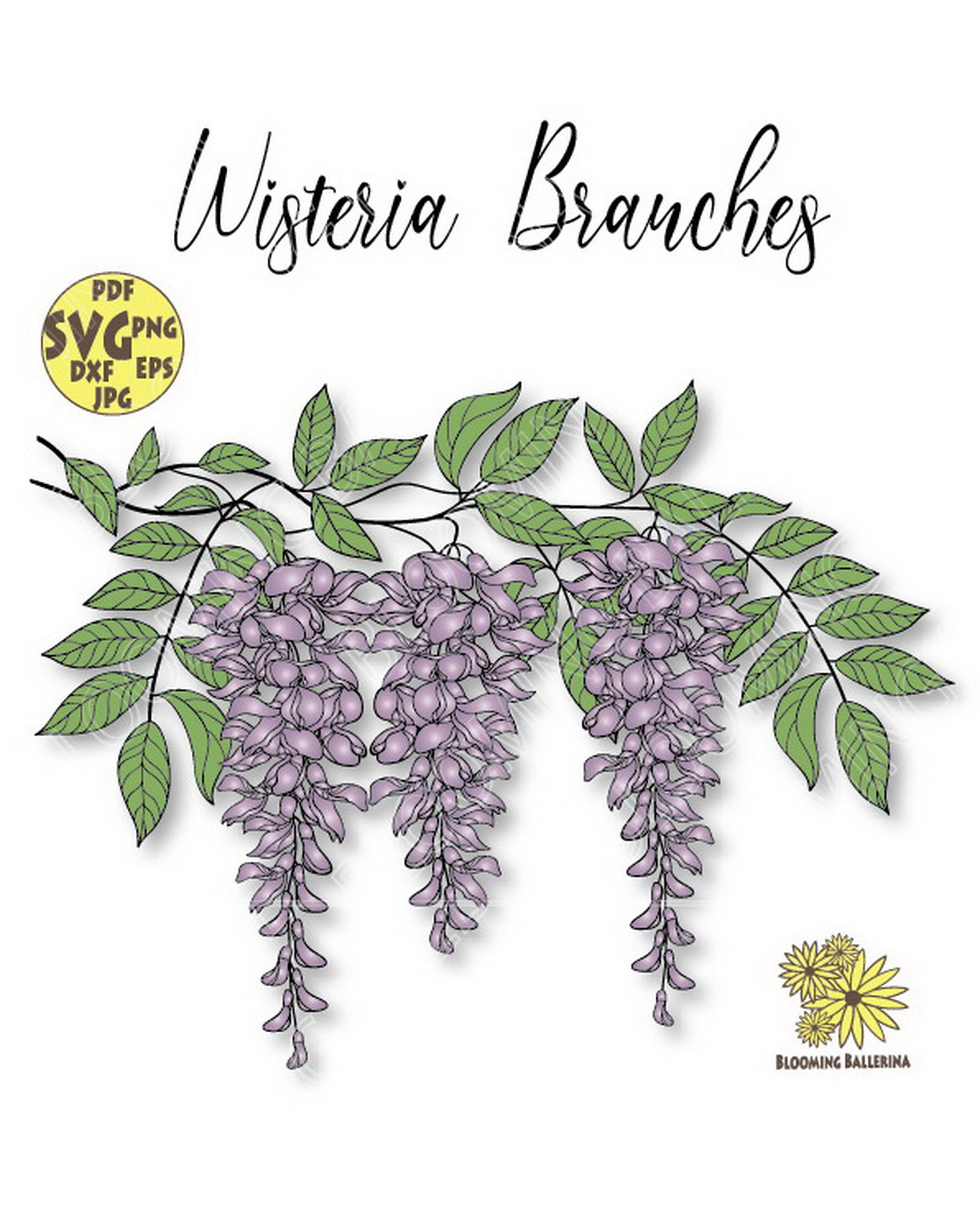 Wisteria Png Wisteria Svg Wisteria Flowers Wisteria Flower Etsy