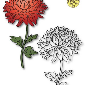 Chrysanthemum Flower Svg file, November Birth Flower Svg, Chrysanthemum Flower Png, Chrysanthemum Flower Cricut Cut file, Birth Month Flower image 8