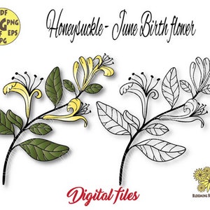 Honeysuckle flower svg file, Honeysuckle png, Wedding Honeysuckle svg, Birth month flower Svg,June Birth Flower Svg, Honeysuckle cut file