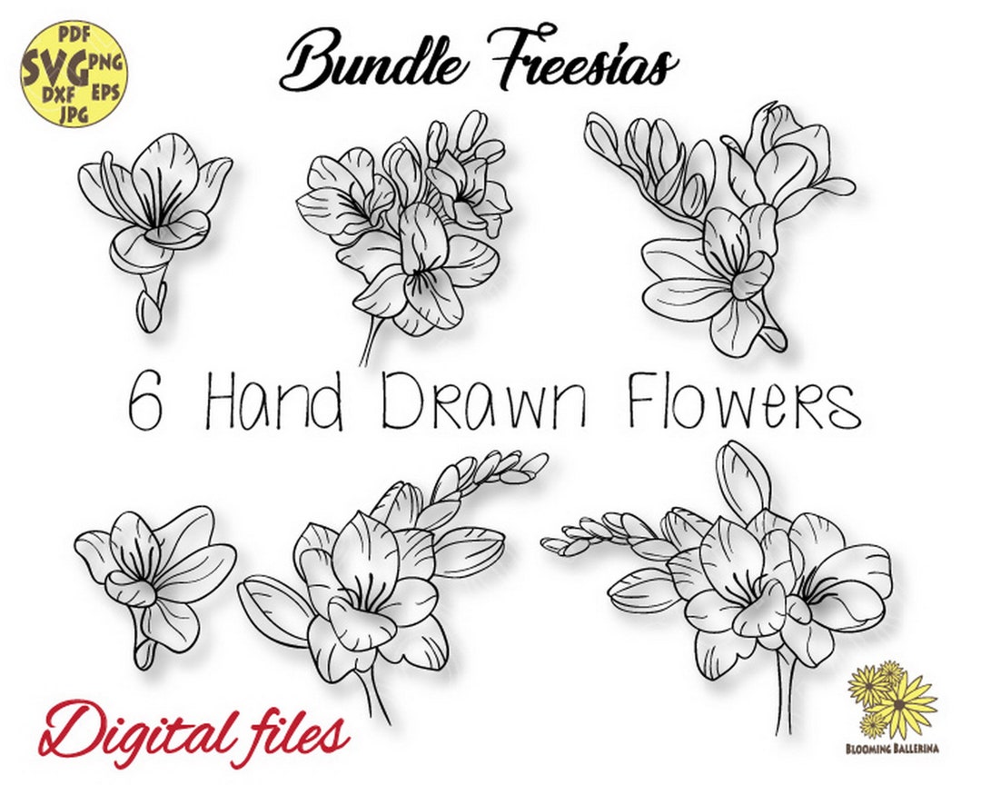 Freesia Svg, Freesias Png, Bundle Freesias Digital Files, Reesias