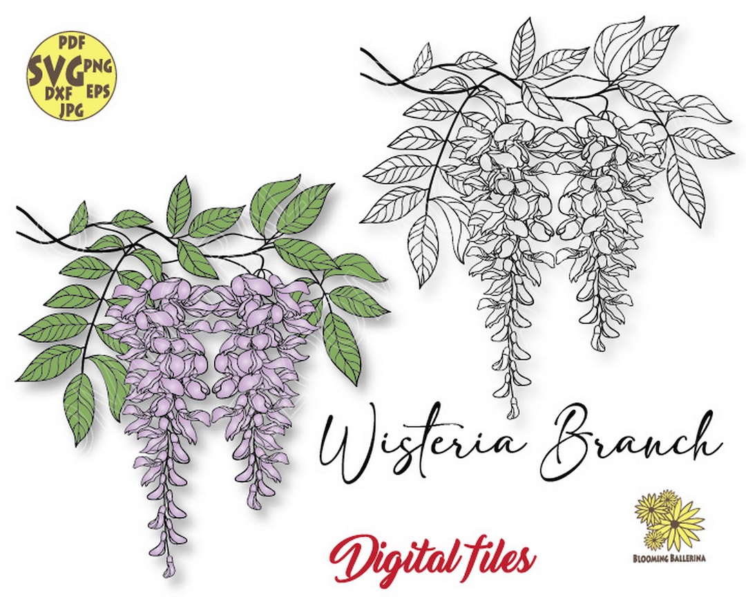 Wisteria Svg, Wisteria Clipart, Wisteria Flower Branch Svg, Spring Svg