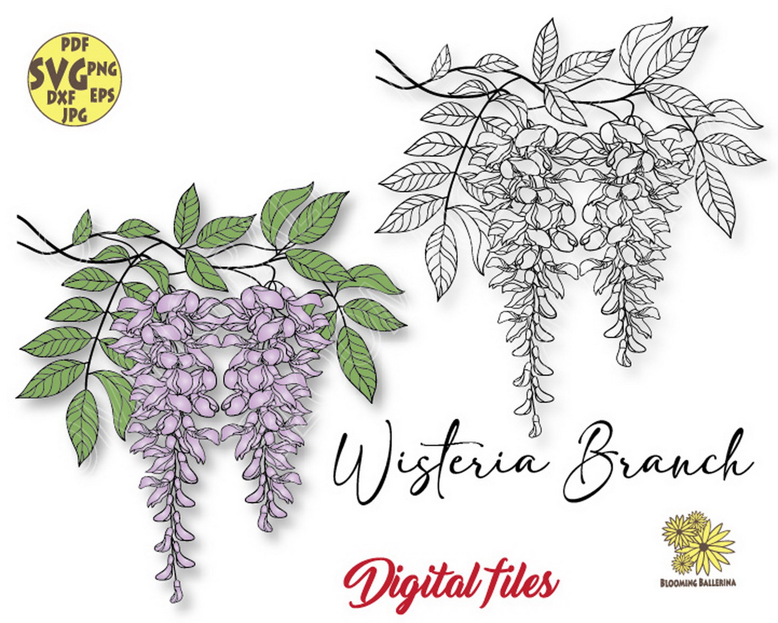 Wisteria Svg Wisteria Clipart Wisteria Flower Branch Svg Etsy