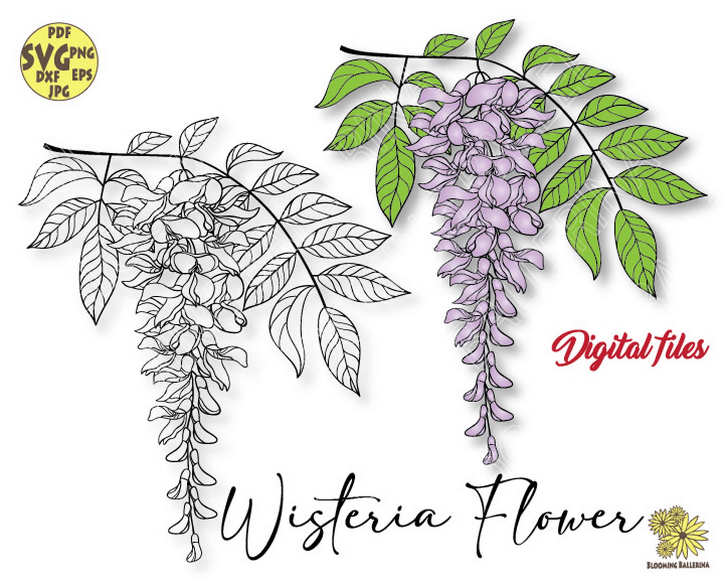 Wisteria Svg Wisteria Flower Svg Wisteria Png Wisteria Etsy