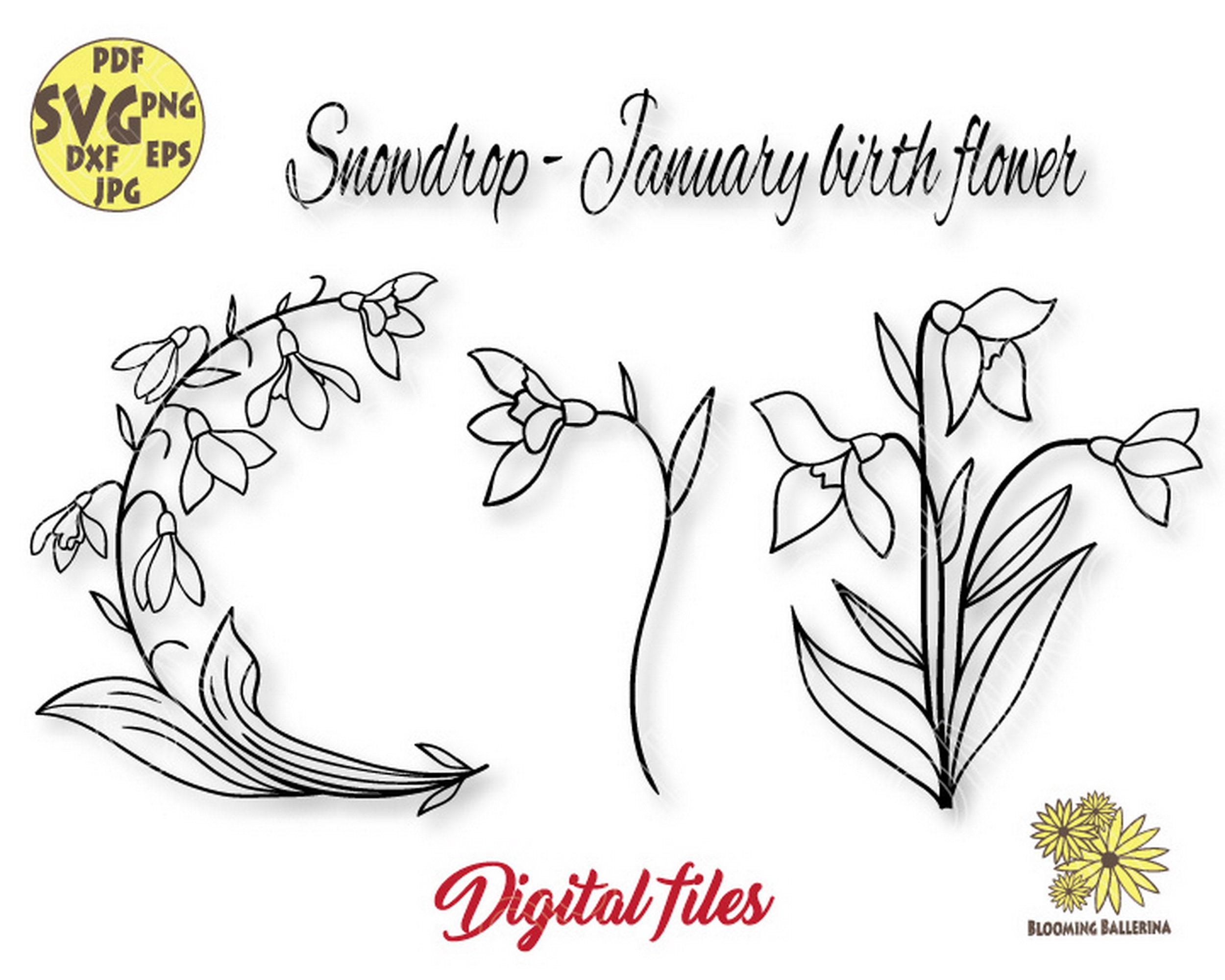 January Birth Month Flower Snow Drop Flower SVG