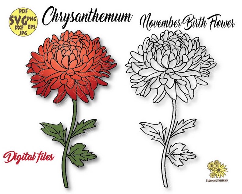 Chrysanthemum Flower Svg file, November Birth Flower Svg, Chrysanthemum Flower Png, Chrysanthemum Flower Cricut Cut file, Birth Month Flower image 1