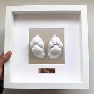 Pfotenabdruck Set und Rahmendisplay - (Erzeugt 4 einzelne Abgüsse) - Das perfekte Geschenk für Hundeliebhaber