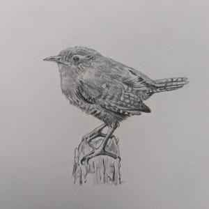 Original graphite drawing of a wren
