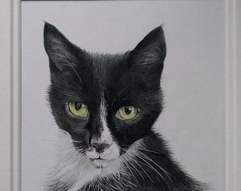 Personalised pet portraits. Detailed portraits. Portrait drawing. Bespoke Illustration