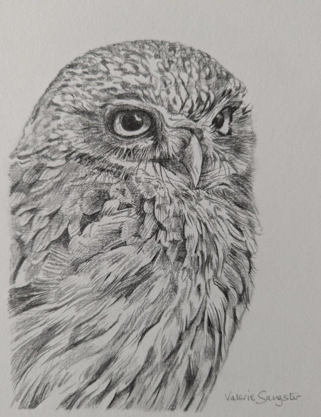 Original Graphite Drawing of a Little Owl. - Etsy