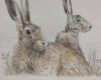 Original pen & ink and watercolour drawing of two hares.