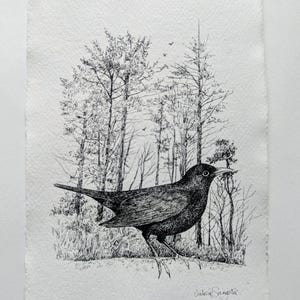 Original pen & ink drawing of a blackbird