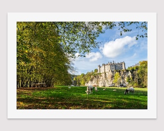 Troupeau de vaches devant le château de Walzin - Tirage photo original sur papier Fine Art en édition limitée