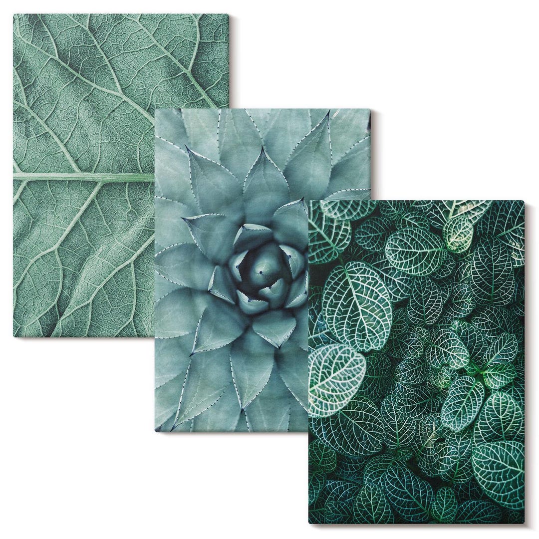 Canvas Wall Art Set of 3 - Close-ups of Succulent Plants and Leaves ...