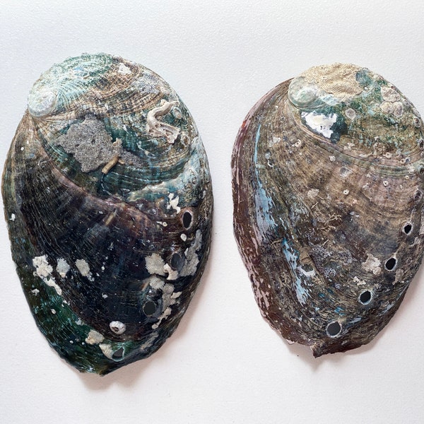 2 (3 in.) Natural Abalone Shells for Smudging