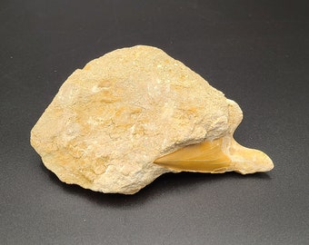 Fossile préhistorique de dent de requin dans la taille de dent en pierre 2 3/4 »
