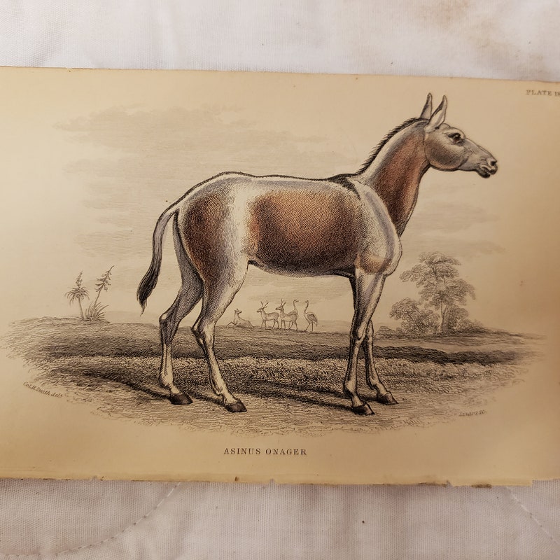 Onager - Etsy