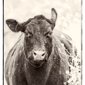 Cow Print - Farm - Ranch - Photography - Southwestern - Wall Art Prints - Country - Wall Decor