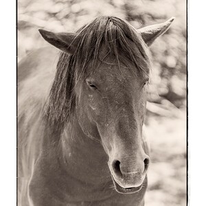 Horse Photography Print - Southwestern Wall Decor - Country - Farm - Ranch - Photography - Wall Art