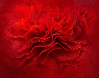 Red Flower Print - Ranunculus Print - Flower Wall Art - Wall Decor - Flower Photography - Instant Download