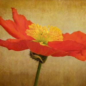 Orange Poppy Print - Flower Print - Wall Art - Wall Decor - Botanical Print - Instand Download