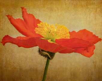 Orange Poppy Print - Flower Print - Wall Art - Wall Decor - Botanical Print - Instand Download