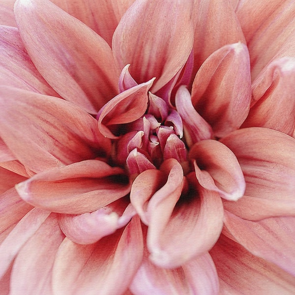 Pink Flower Photograph - Dahlia Flower Print - Pink Floral Decor - Wall Art - Flower Photography - Instant Download
