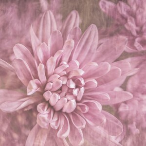 Pink Flower Print - Chrysanthemum Print - Pink Flower Print - Wall Art - Wall Decor - Instant download