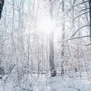 Snowy Trees