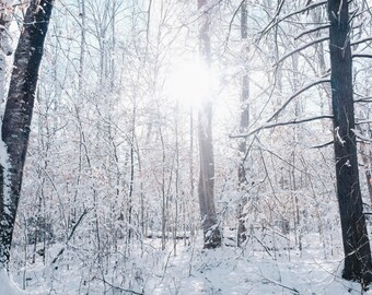 Snowy Trees