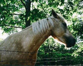 Horse Friend