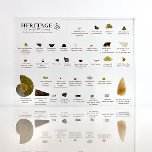 Artifact Museum 3rd Edition RARE historical item display martian meteorite Paleontology dinosaur fossil Archeology (C.O.A. Included)