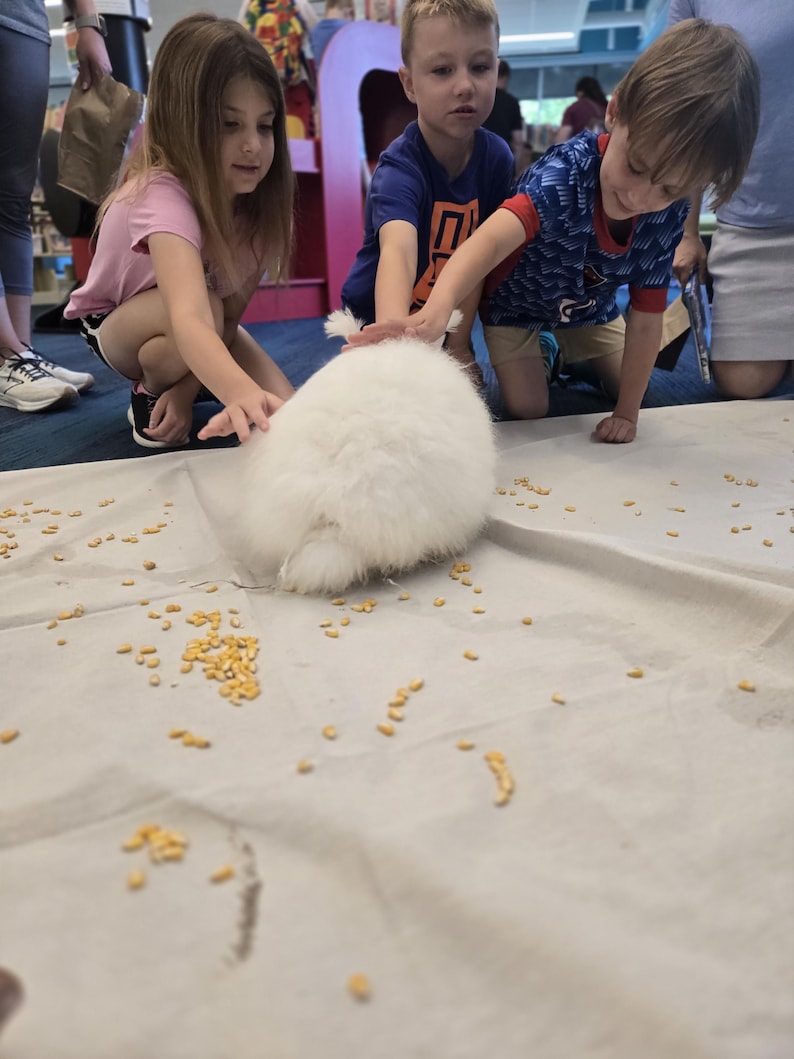 Angora Rabbbit Premium Giant Angora Rabbit Fiber by the Ounce | Farm-raised Raw Angora ...