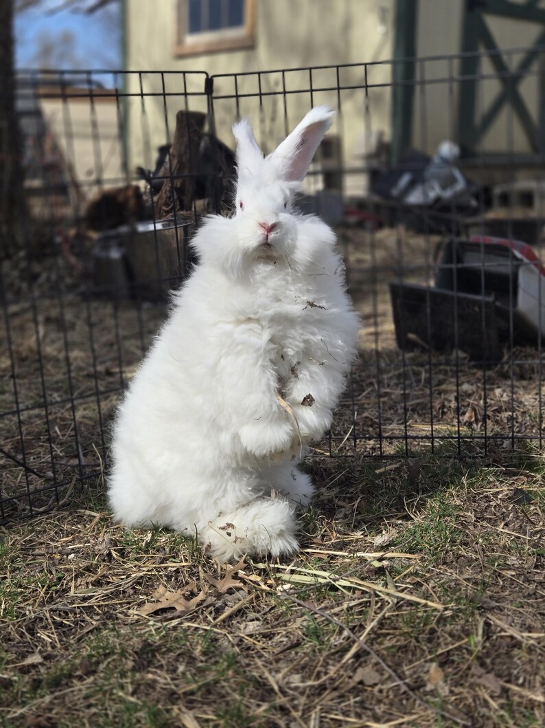 Angora Rabbbit Premium Giant Angora Rabbit Fiber by the Ounce | Farm-raised Raw Angora ...