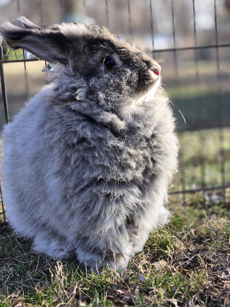 Angora Rabbbit Premium Giant Angora Rabbit Fiber by the Ounce | Farm-raised Raw Angora ...