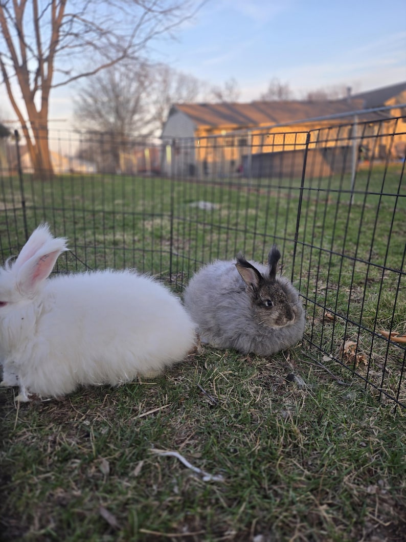 Angora Rabbbit Premium Giant Angora Rabbit Fiber by the Ounce | Farm-raised Raw Angora ...