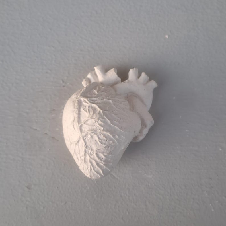 Heart, Brain, Plaster Model, Educational Model, Human Body, Science, 3D
