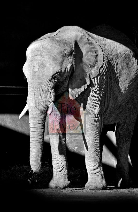 Digital Photo Art Print Black & White Elephant Zoo Animal Lover Download Prints Digital Prints