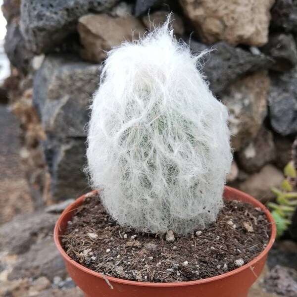 Espostoa melanostele / live rooted cactus / old man cactus / old man's head / Cereus melanostele / Haageocereus/ Pseudoespostoa/ RARE