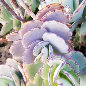 May include: A close-up of a succulent plant with light green and purple leaves. The leaves are arranged in a spiral pattern and have a scalloped edge.