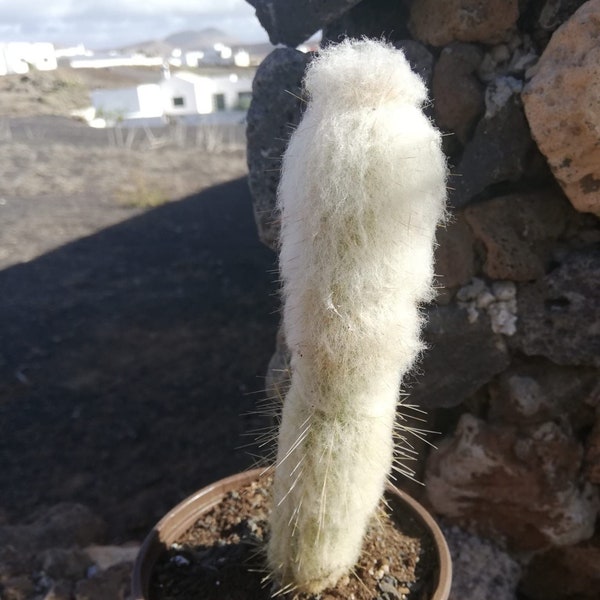 Cephalocereus senilis / Lebend verwurzelt / Kopf eines alten Mannes / Bart eines alten Mannes / Kopf eines alten Mannes / Kaktus eines alten Mannes / Cereus eines alten Mannes / Grijsaard