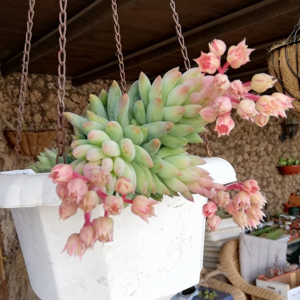 Sedeveria 'Harry Butterfield'/ Super Donkey Tail/ “Super Burro’s Tail"/ Giant donkey tail/ Giant Burro's Tail/ 2 live leaves propagation