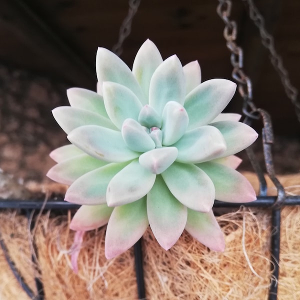 Graptosedum cv Francesco Baldi / Sedeveria STARBURST / 2 Blätter zur Vermehrung / 2 Blätter zur Vermehrung / Lebende Pflanze / Sukkulente / SELTEN